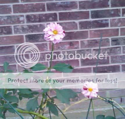 Hulin's Carnival Nov2008