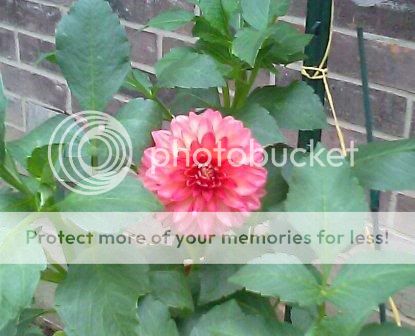 Not sure this is cornel