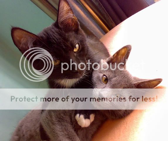 Katzen01.jpg