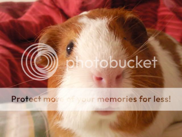 CopyofPhoto0098.jpg