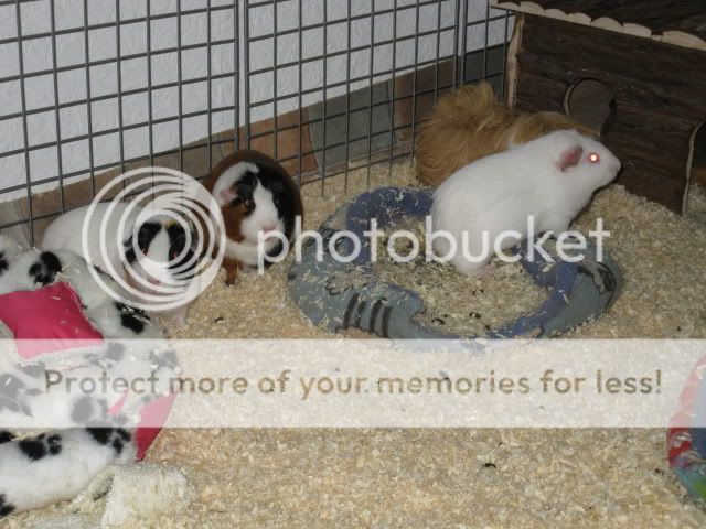 IMG_0081.jpg